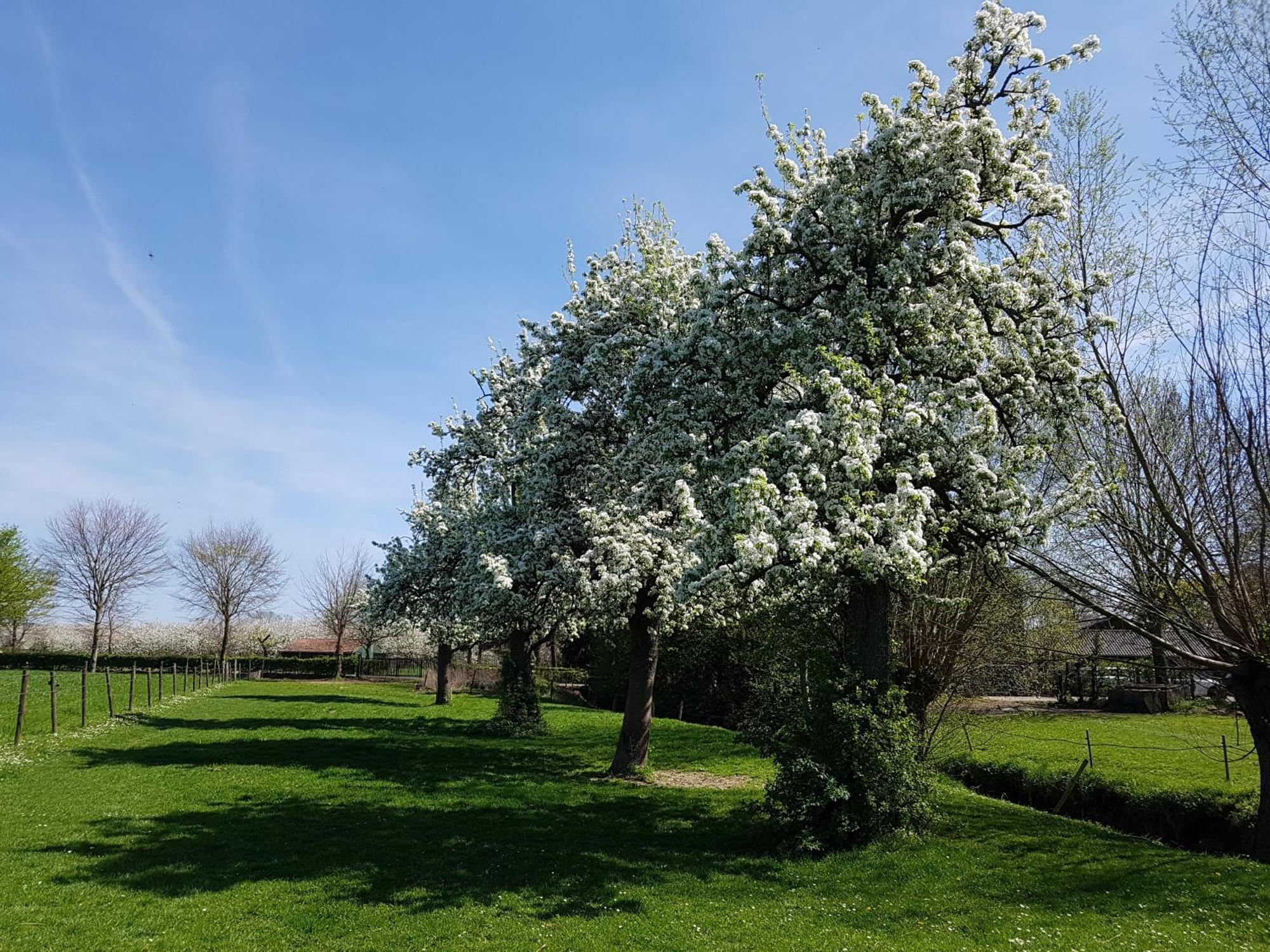 Meschermolen 9 Eksteriør bilde